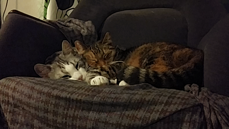 awwww-cute:  They have always been together &lt;3