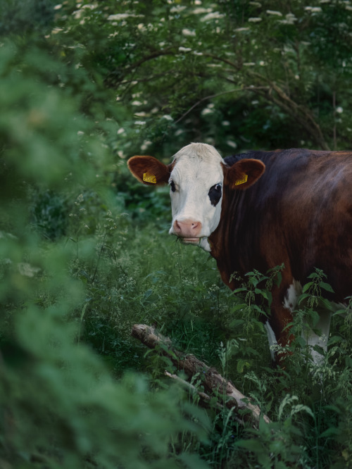 animal portrait