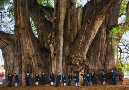 yinx1:fuzzypetal:Shoutout to giant trees!!!!Entryways into another world