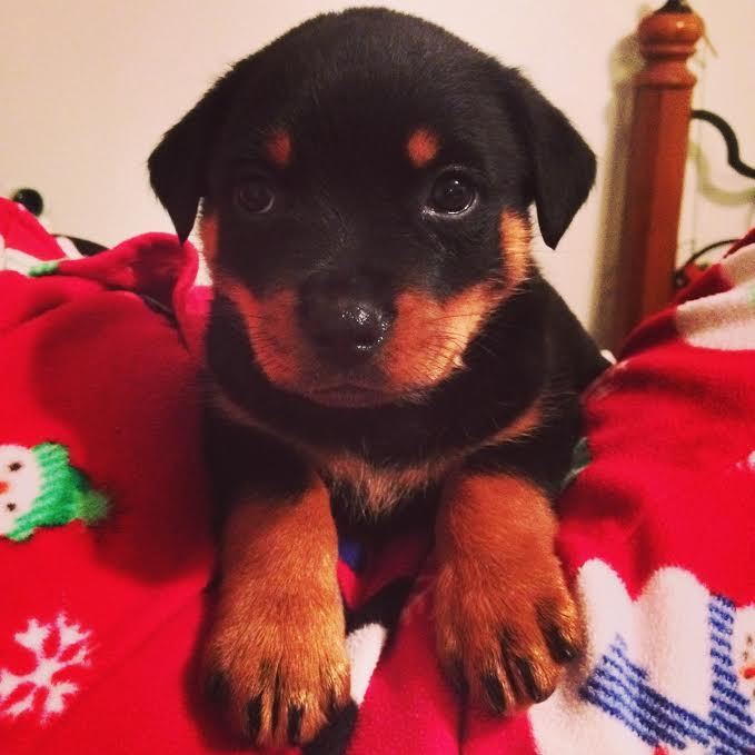 etoile-lumiere:  We just got her yesterday and I’m already so in love with her