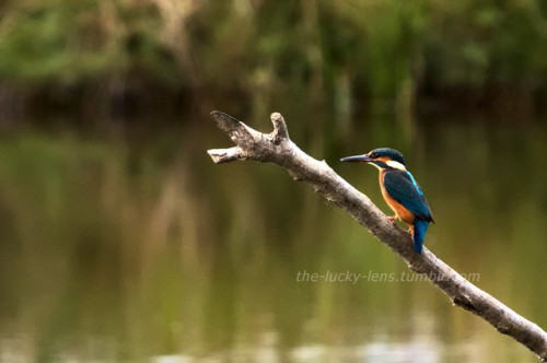 Eurasian kingfisher (Alcedo atthis) 