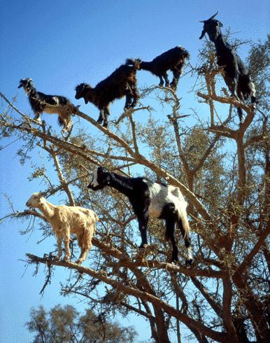 odditiesoflife:Tree Climbing GoatsGoats climb trees. It might be unbelievable to some, but it’s abso