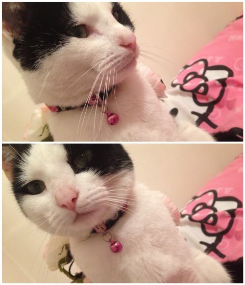 Her name is “Krissie”! (submitted by ♡Hello♡Kaddy♡Kitty)