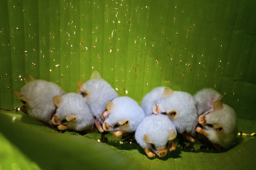 The Honduran white bat (Ectophylla alba), also called the Caribbean white tent-making bat, is a spec
