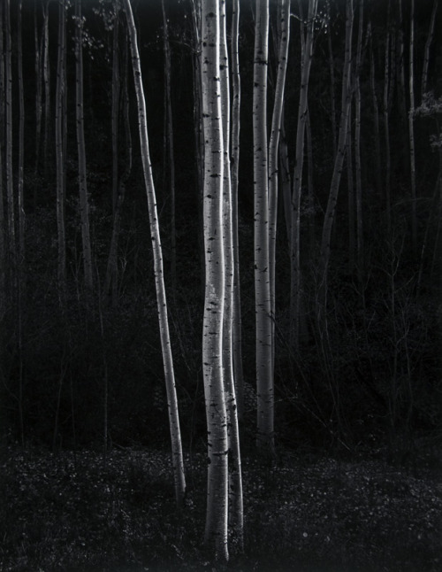 Aspens (Vertical), Northern New Mexico, 1958Ansel Adams