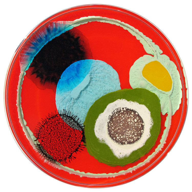 mothermishy:Petri dish art by Klari Reis. 