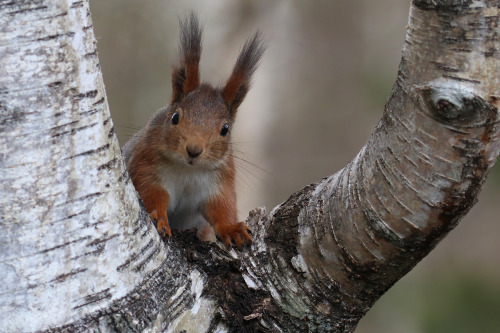 Red squirrel/ekorre. Värmland, Sweden (May 1, 2022). 