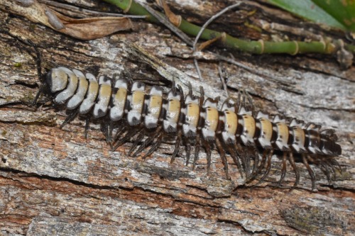 One Of The Most Impressive Animals I Met This Year Was A Huge Platyrhacid Millipede, Found Chugging Through