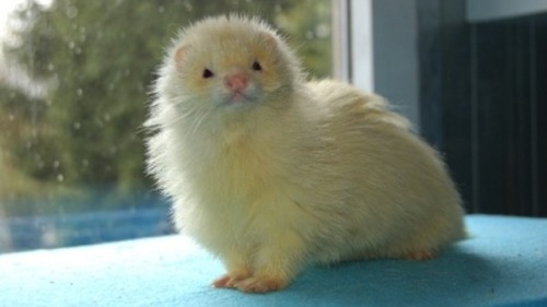 tripleclown:i just found out angora ferrets exist and they really really good