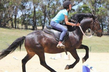 equine-awareness:  Save the Brumby Horse!Australia porn pictures