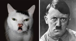 boredpanda:  Cats That Look Like Other Things