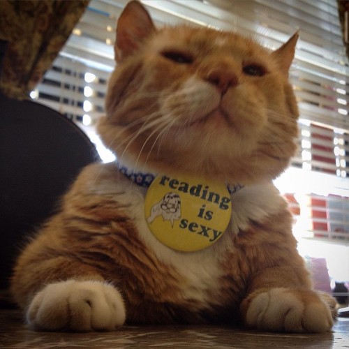 attillathemum:Shelter cat gets second chance and is loving life living in a book store!The Great Cat