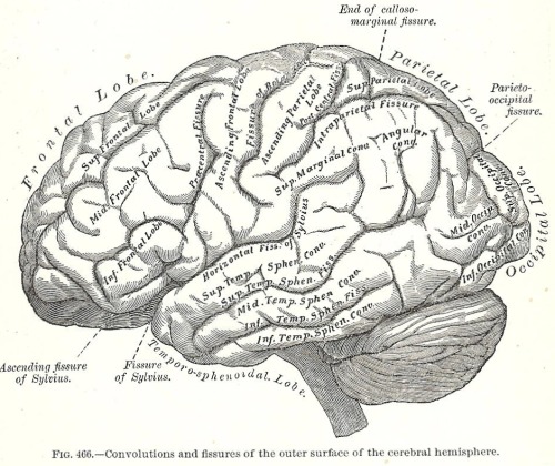 Illustrations from Gray’s Anatomy