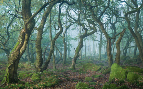 quiet-nymph - Forest Photography byJames Mills