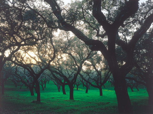 brutalgeneration:  Montado Forest (by Real Cork Floors) 