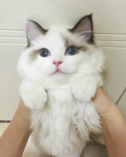 awwww-cute:  Such a pretty kitty (Source: http://ift.tt/1nV6Rvi)