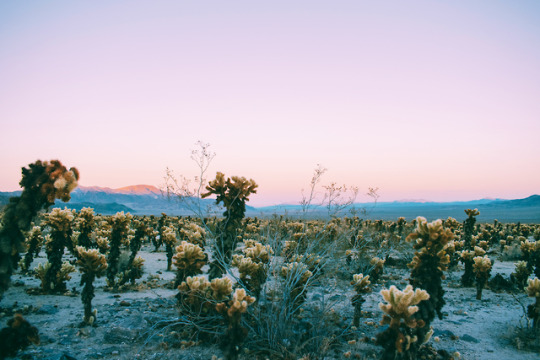 looking sharp joshua tree national park
