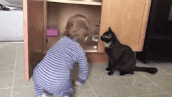 gifsboom:  Video: Cat Traps Baby in Cabinet