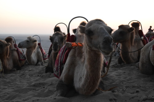 The Kumtag Desert, China.库姆塔格沙漠