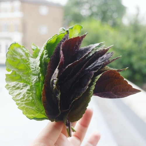 First crop of three shiso varieties from our fledgeling rooftop garden. Theyre growing so fast! Look