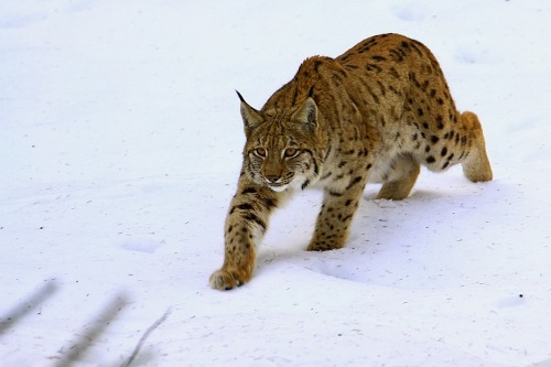 llbwwb:   (via 500px / Lynx by Blaz Crepinsek) 