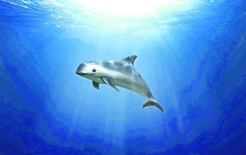 Because of the vaquita’s low numbers,  the National Marine Mammal Foundation attempted to start a ca