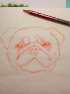 pug-girl-illustrations:Piggy sketch.
