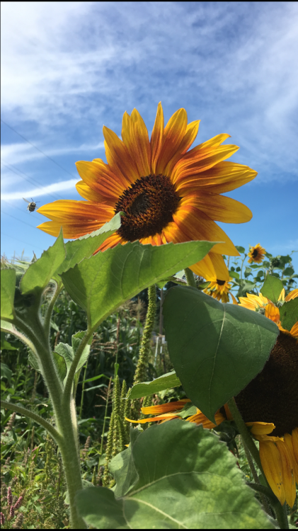 girlybby:from the community garden (find the bee!)