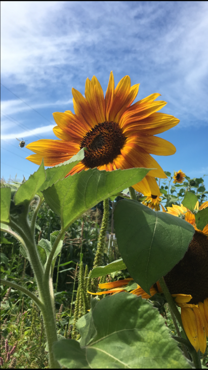 girlybby:from the community garden (find the bee!) 🌻