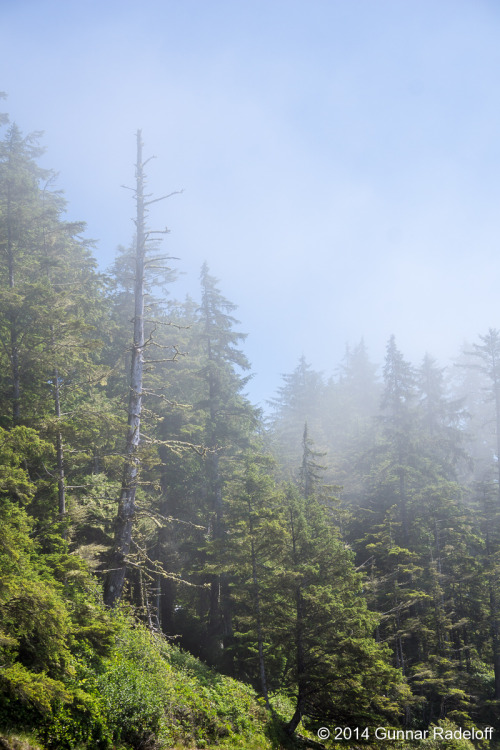 7.7.2014 - day 5 on the West Coast Trail - the fog moving in..#BC #Canada #VancouverIsland #WestCoas