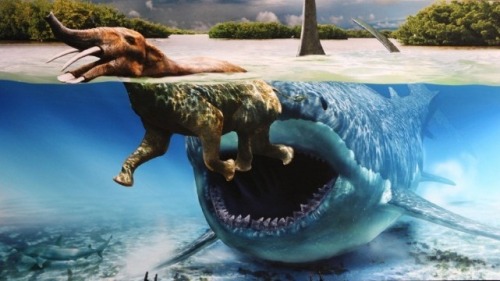 discodick: sixpenceee: PREHISTORIC SHARK: MEGALODON Megalodon is an extinct species of shark that li