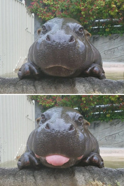 sixpenceee: This is a baby hippo.  Hippopotamuses are thought to be around 55 million years old. They come  from Sub-Saharan Africa, and their name means ‘River Horse’ in Ancient  Greek. They’re generally considered to be the third-largest land