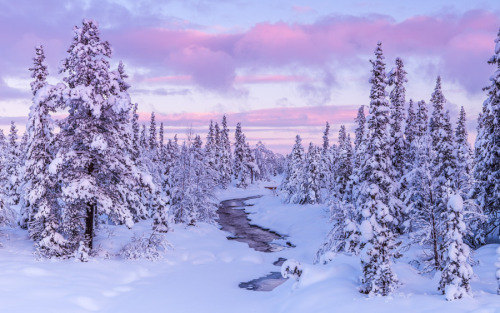 enchanting-landscapes: frozen forest river by Lesley Gooding