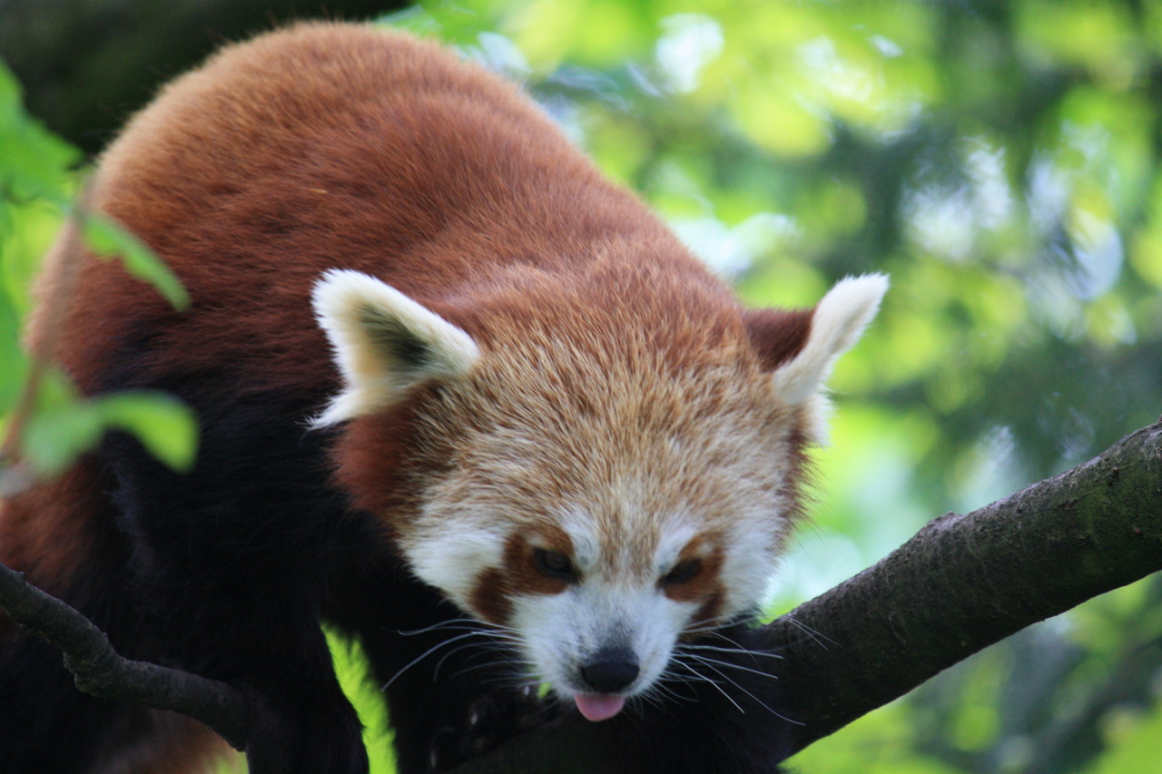 yeah-thats-not-it:Red panda blep is the best kind of blep