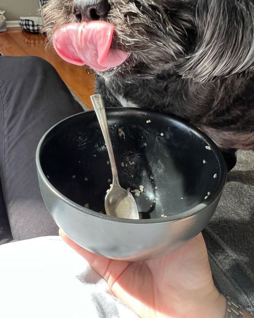 <p>Lester here. On Sundays we have oatmeal.</p>

<p>#shihtzu #shihtzusofinstagram #blackdog #lesterpawfus #steelcut  (at Ridgetop, Tennessee)<br/>
<a href="https://www.instagram.com/p/CbnN3VjrQoh/?utm_medium=tumblr">https://www.instagram.com/p/CbnN3VjrQoh/?utm_medium=tumblr</a></p>