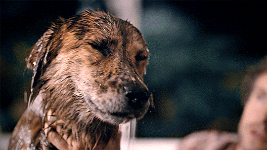 existingcharactersdiehorribly: The Dog stands patiently in a tub as Will massages a SOAPY LATHER thr