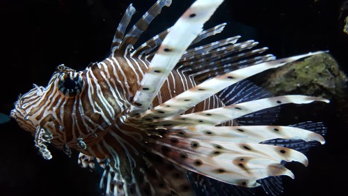 lionfish