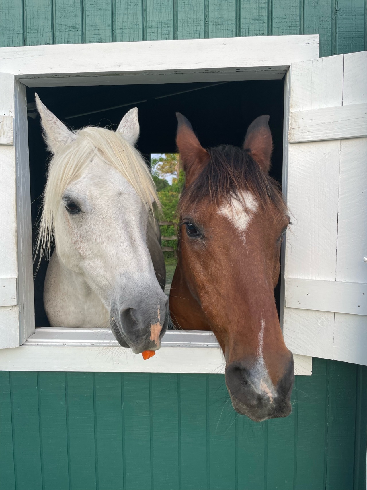 I went to Louisiana and became a horse girl adult photos