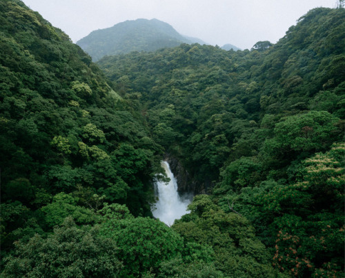 90377: Rainforest in the rain, Yakushima, Kagoshima, Japan by Ippei & Janine Naoi Instagram | We