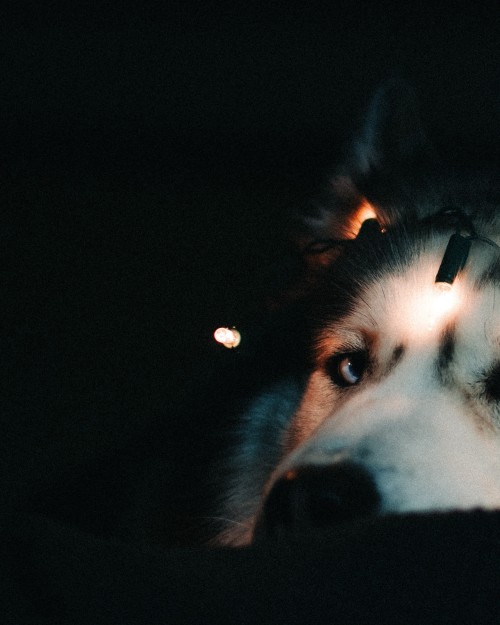 huskiesadventures: Moody vibes