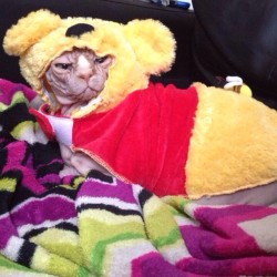 mrscreepshow:  Winnie the Jobie #Jobie #sphynx #hairless #cat #winniethepooh #catcostume