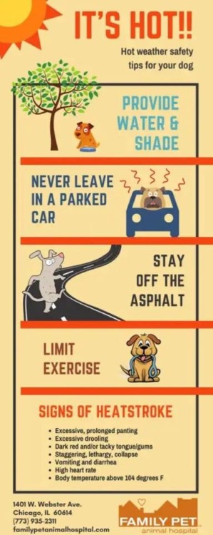 please, please , please DO NOT let your dog in the car!!!!!