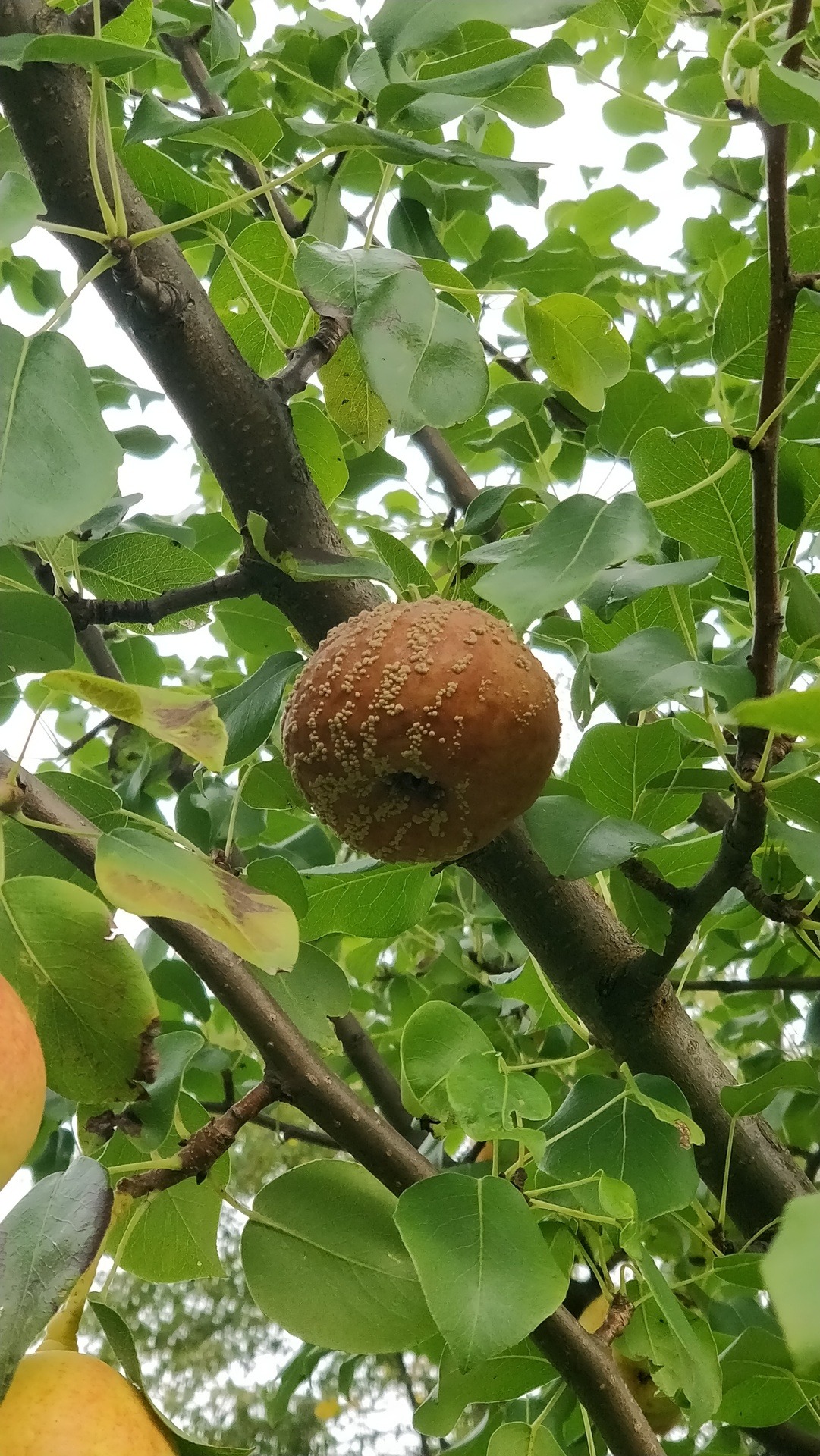 Monilinia fructigena -fungus causing a fruit rot of plums, pears and apples.