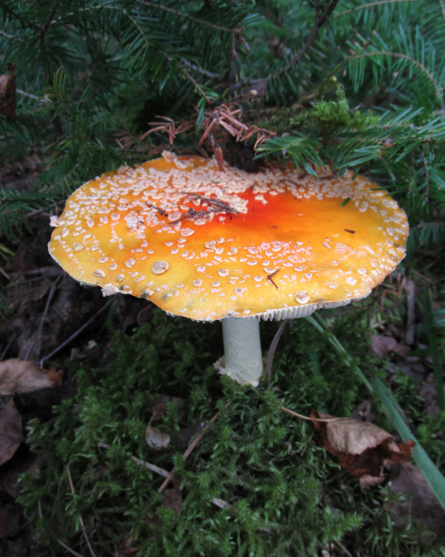 microcosmicobservations:Amanita9/15 in the Upper Peninsula of Michigan