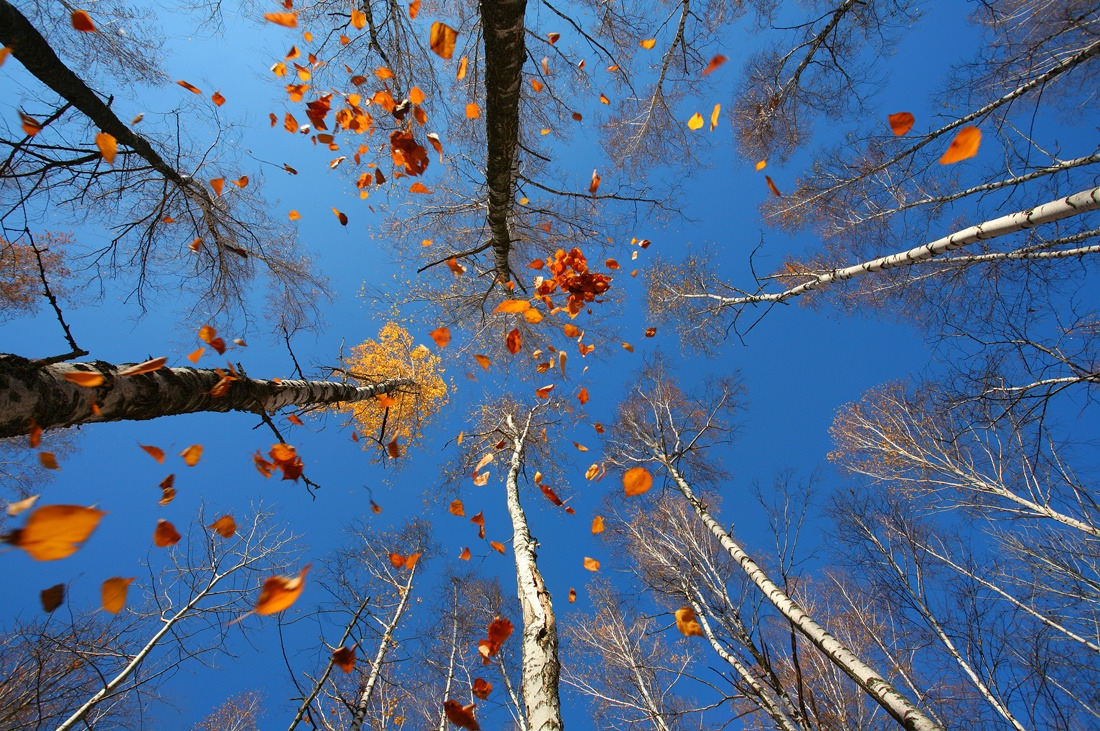 gardenofgod:  Leaf-Fall, by Vadim Trunov. 