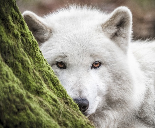 beautiful-wildlife:  Wolf in the Woods by Johannes Nollmeyer 