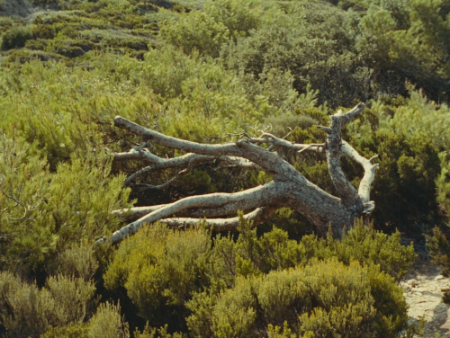 absencesrepetees:along the coast (agnès varda, 1958)