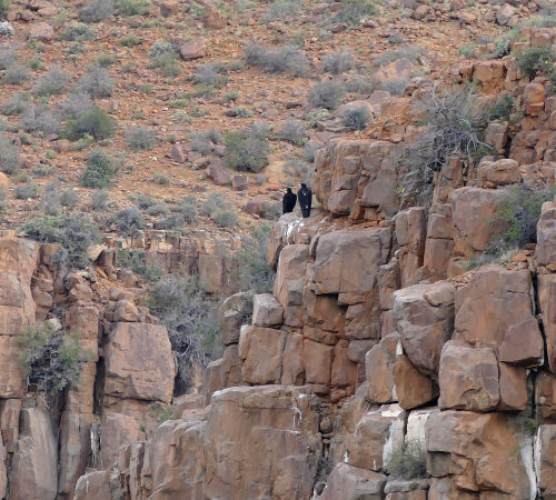 The Karoo LIP: The Destroyer of GondwanaAbout 500 million years ago, a huge continent was assembled 