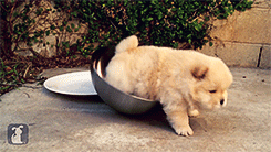 theparadoxgina:  Chow Puppy Can’t Get Out of Bowl [x]