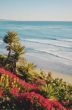 sassafranski:  Encinitas, CA 